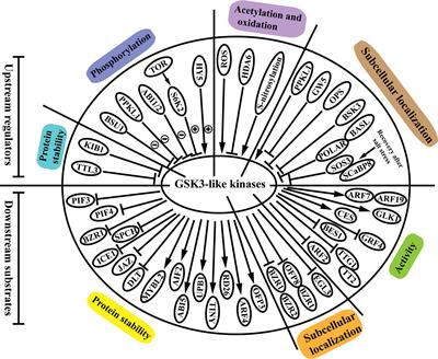 Regulatory network of GSK3-like kinases and their role in plant stress response